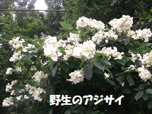 d0017084_935401.jpg