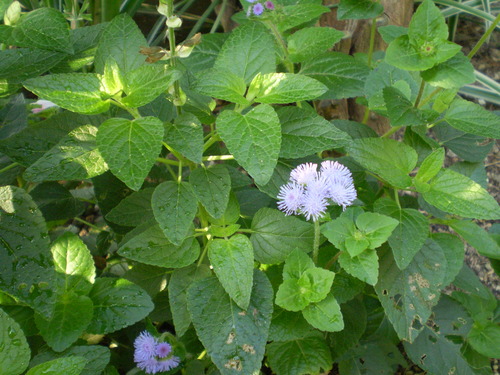 a0135990_2232587.jpg
