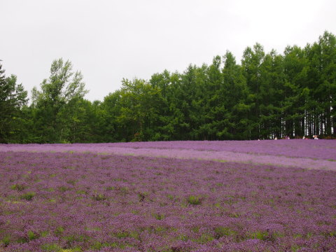 a0185007_10350694.jpg