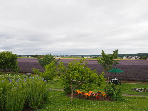 a0185007_10360481.jpg