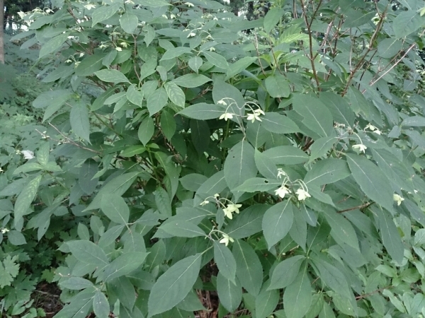 c0352015_14503708.jpg