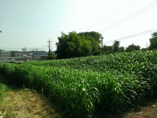 c0084117_13574643.jpg