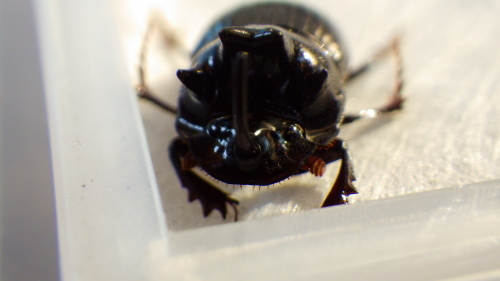c0337631_00493568.jpg