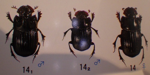 c0337631_12105330.jpg