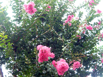 c0121933_16181563.jpg