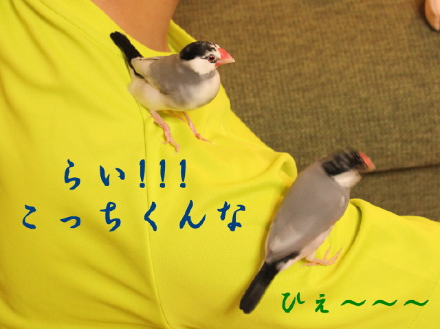 c0365734_22374536.jpg