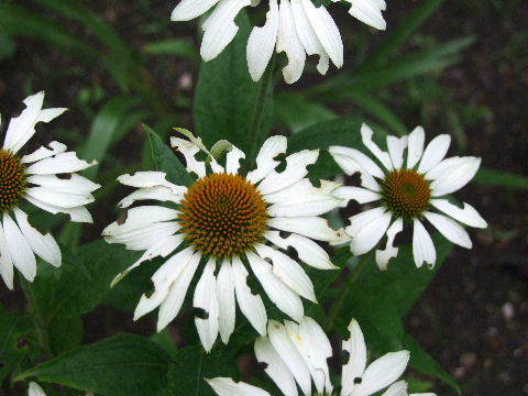 e0088260_07414111.jpg