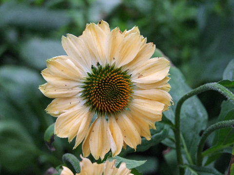 e0088260_07452698.jpg