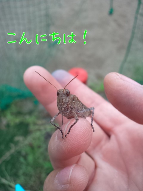 e0196473_08283289.jpeg