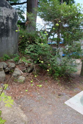 b0281732_7112640.jpg