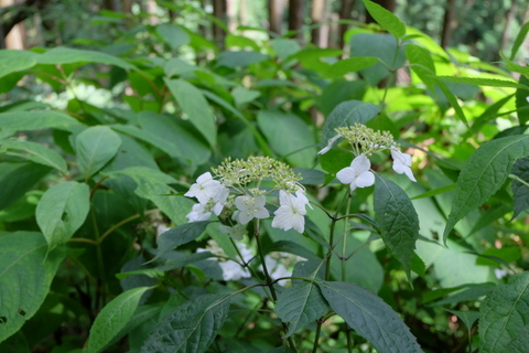 b0281732_7142929.jpg