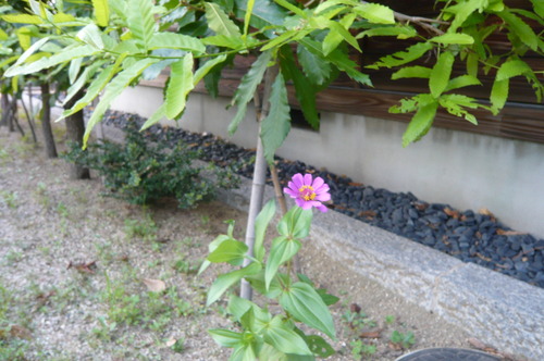 a0152454_198349.jpg