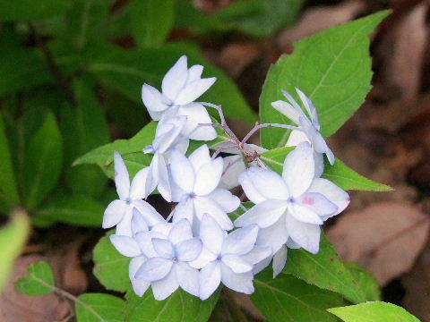 e0088260_22090175.jpg