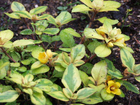 e0088260_22102596.jpg