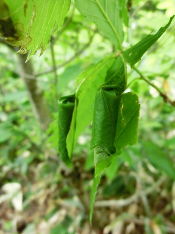 e0045768_21265383.jpg