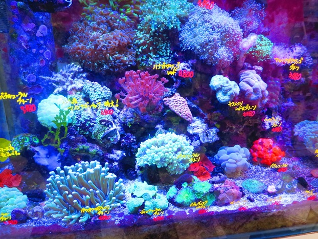 f0096569_7025100.jpg