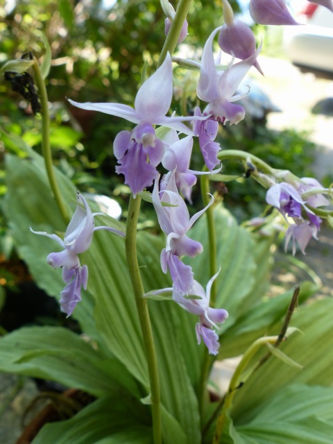 f0357487_1535753.jpg