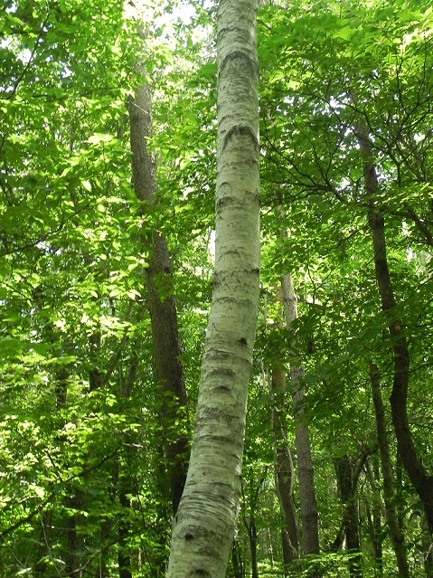 c0152002_10123308.jpg