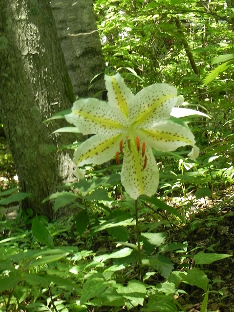 c0152002_10192009.jpg