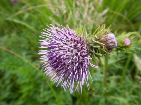 f0118332_14532923.jpg