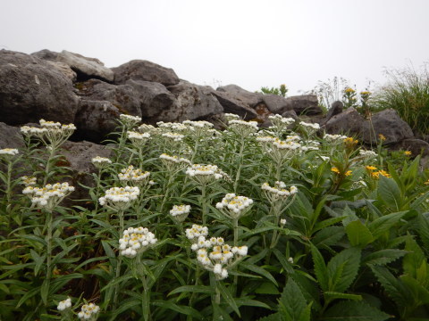 f0118332_14543456.jpg