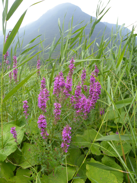 e0272335_2032993.jpg