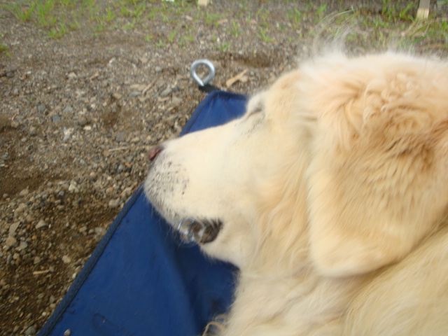 e0158841_1617799.jpg