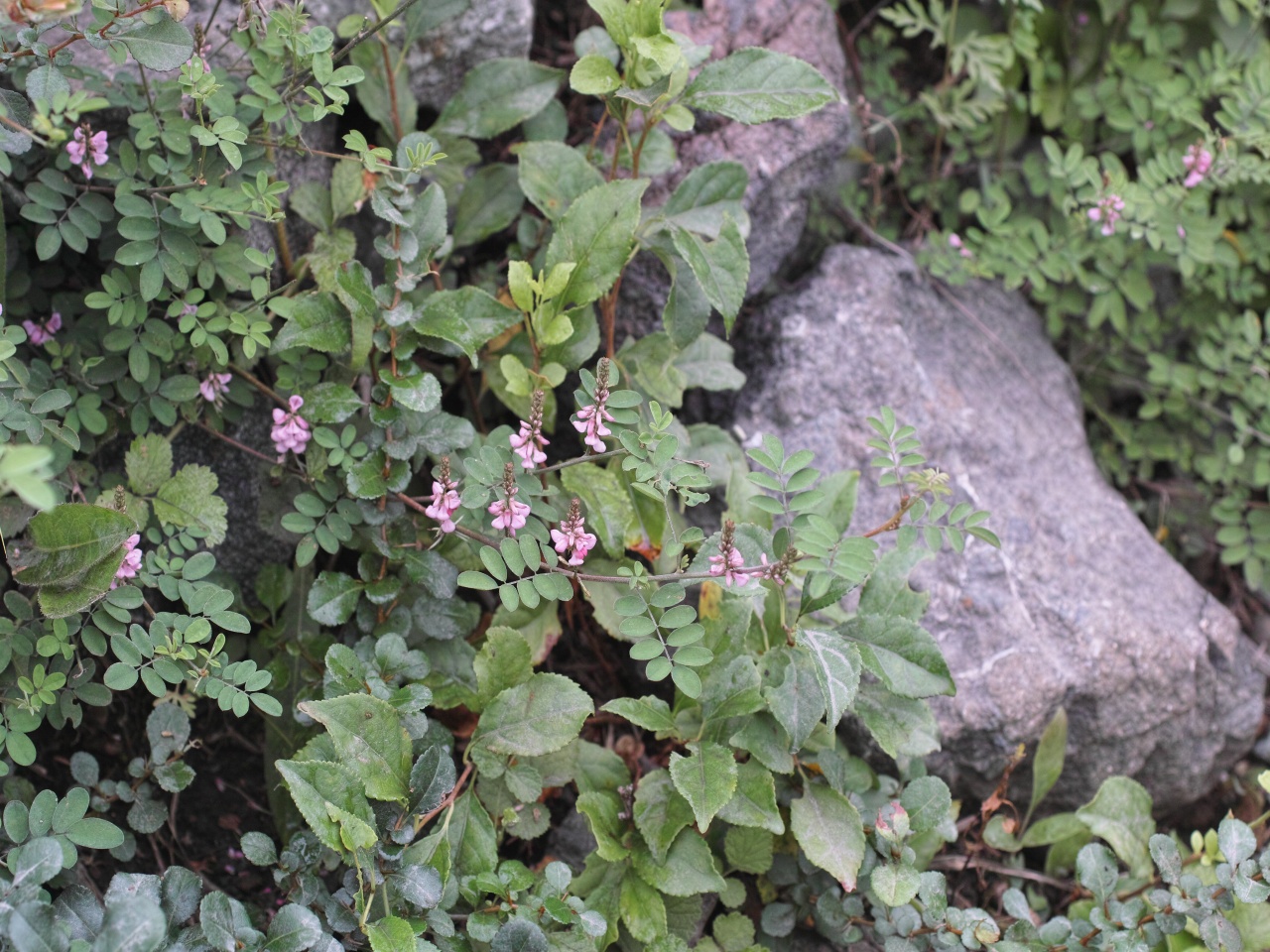c0008948_1428381.jpg