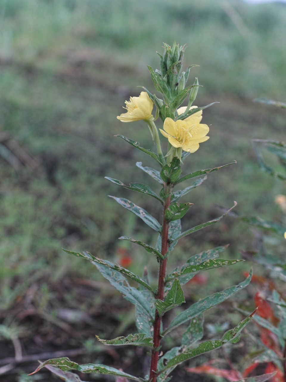 c0008948_149768.jpg