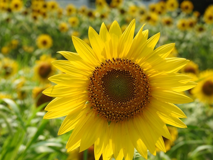 a0237349_1733551.jpg