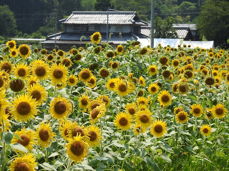 a0237349_1735213.jpg