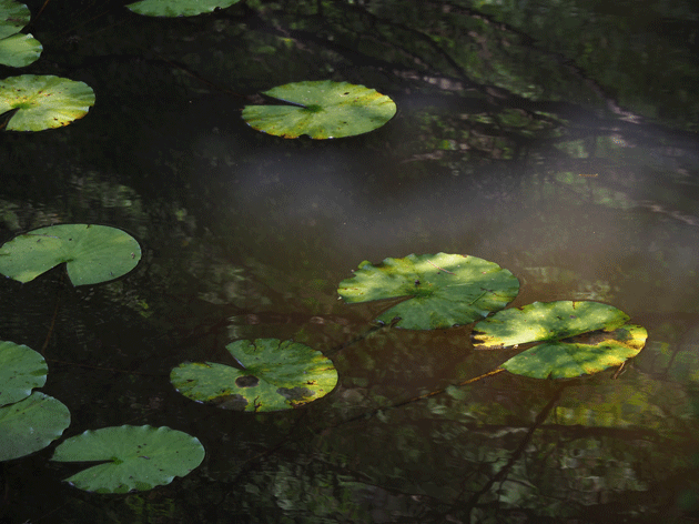 e0346064_15561875.gif