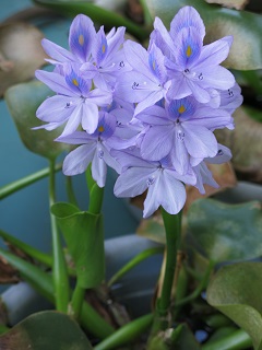 e0130185_1741247.jpg