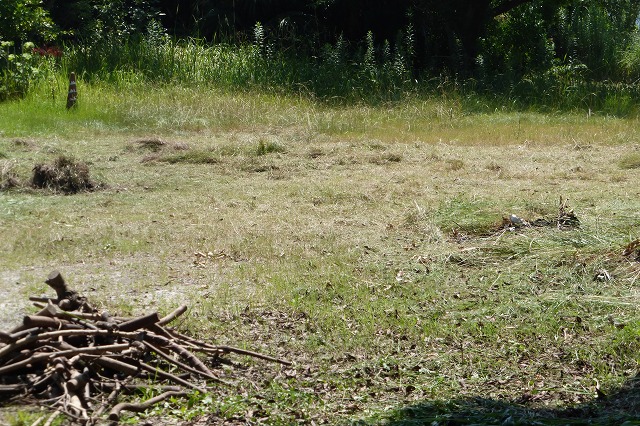 d0037110_20392549.jpg