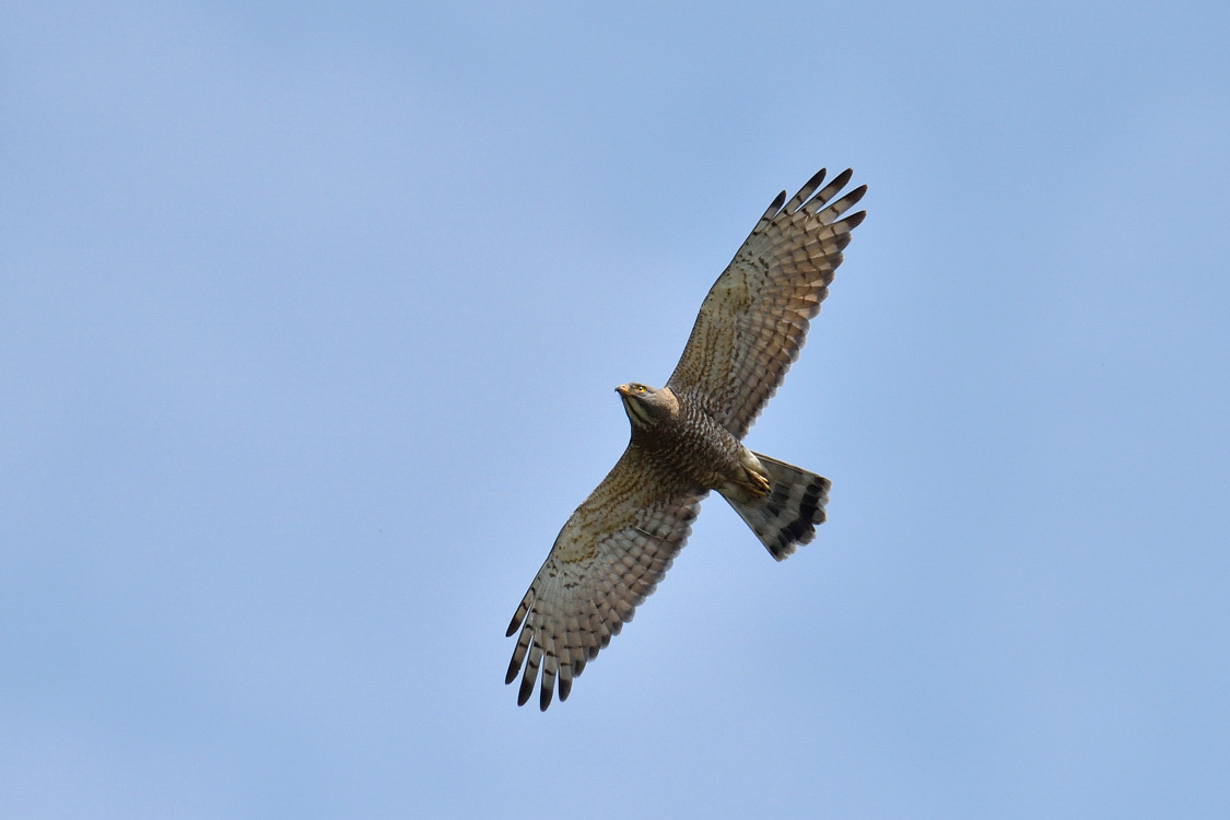 a0189912_8544258.jpg