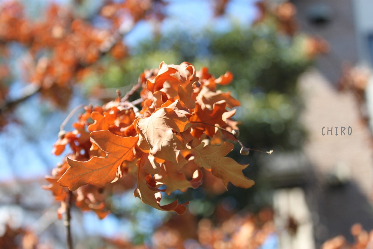 f0293522_10182665.jpg