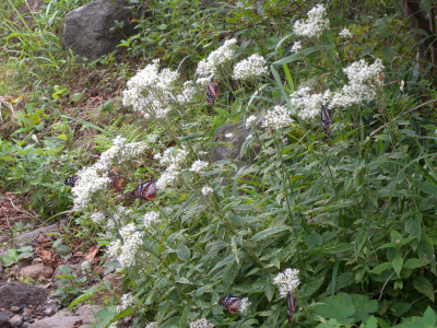 e0272335_438625.jpg
