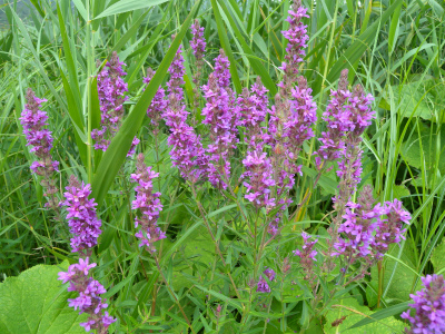 e0272335_4493417.jpg