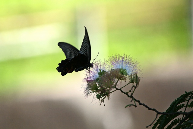 a0242438_208126.jpg