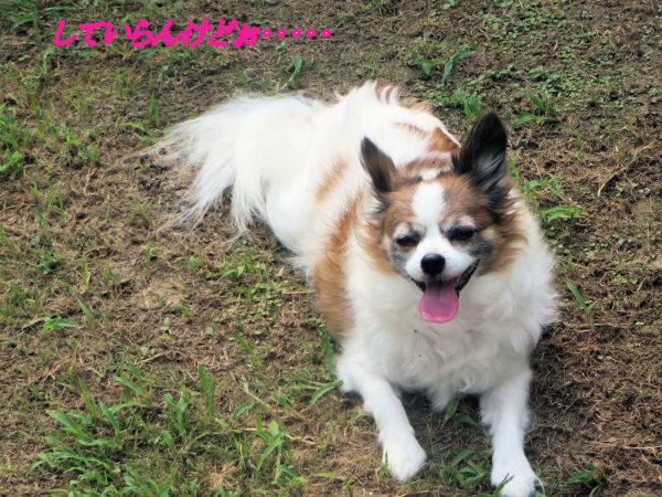 a0149240_11031957.jpg