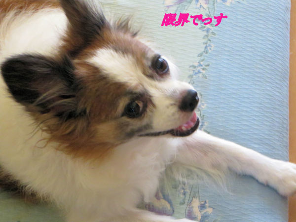 a0149240_11083817.jpg