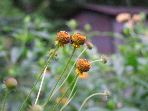 e0088260_11261481.jpg