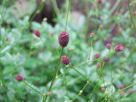 e0088260_11264149.jpg