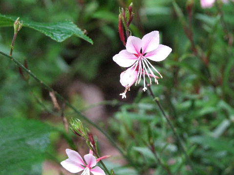 e0088260_11272595.jpg