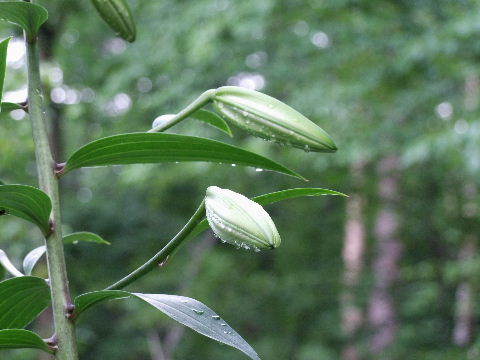 e0088260_11275106.jpg