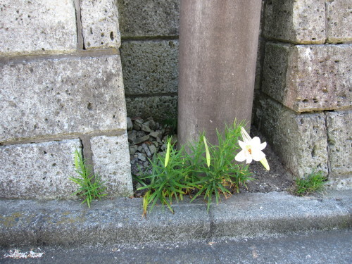 e0350927_11011516.jpg