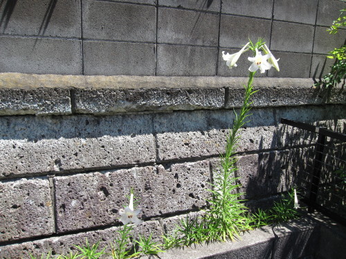 e0350927_11015105.jpg