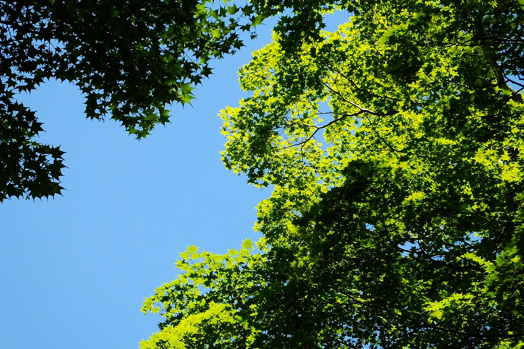 b0236251_1615498.jpg