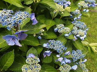 e0004756_20342387.jpg