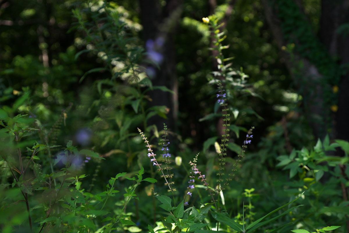 a0083081_21511564.jpg